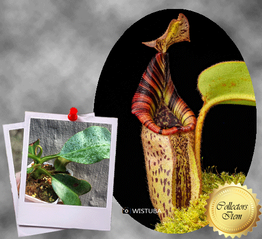 COLLECTORS ITEM 🌟 Nepenthes Robcantleyi x Mollis AW #95 > Exact plant  pictured