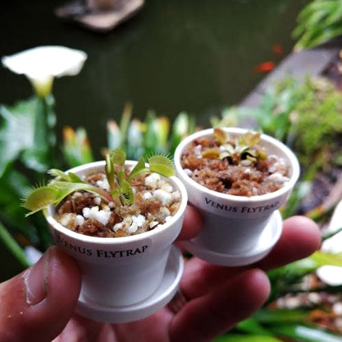 Cultivo's Savage Garden  Custom Carnivorous plant Bogs– Cultivo