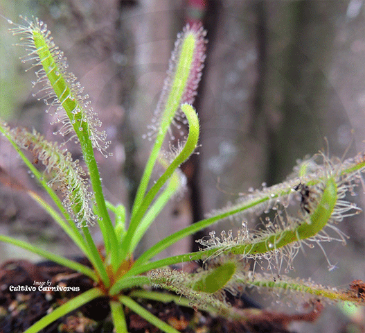 Drosera capensis 'alba' - plante carnivore