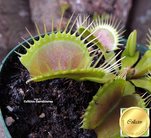 DCXL Venus Fly Trap Flytrap Terrarium carnivorous Plant dionea