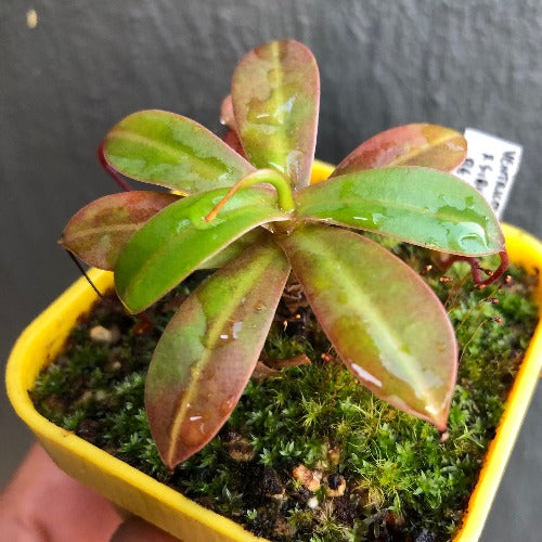 TROPICAL PITCHER PLANT 🌟 Nepenthes Ventricosa x Sibuyanensis * Borneo Exotics * Carnivorous plants for sale South Africa