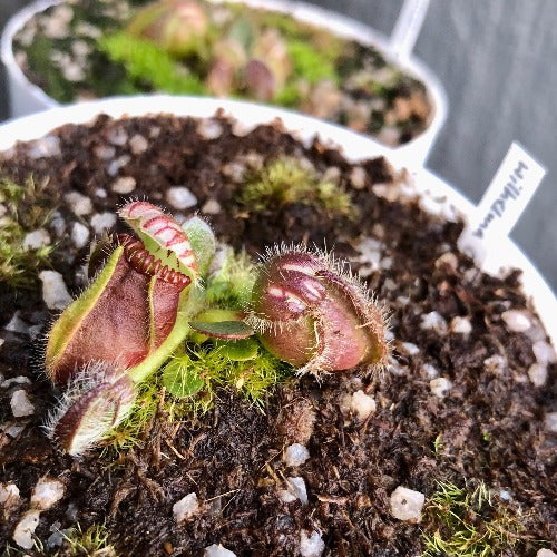 ALBANY PITCHER PLANT 🌟 Cephalotus Follicularis "Wilhelma" * C.Klein ~ Seedgrown