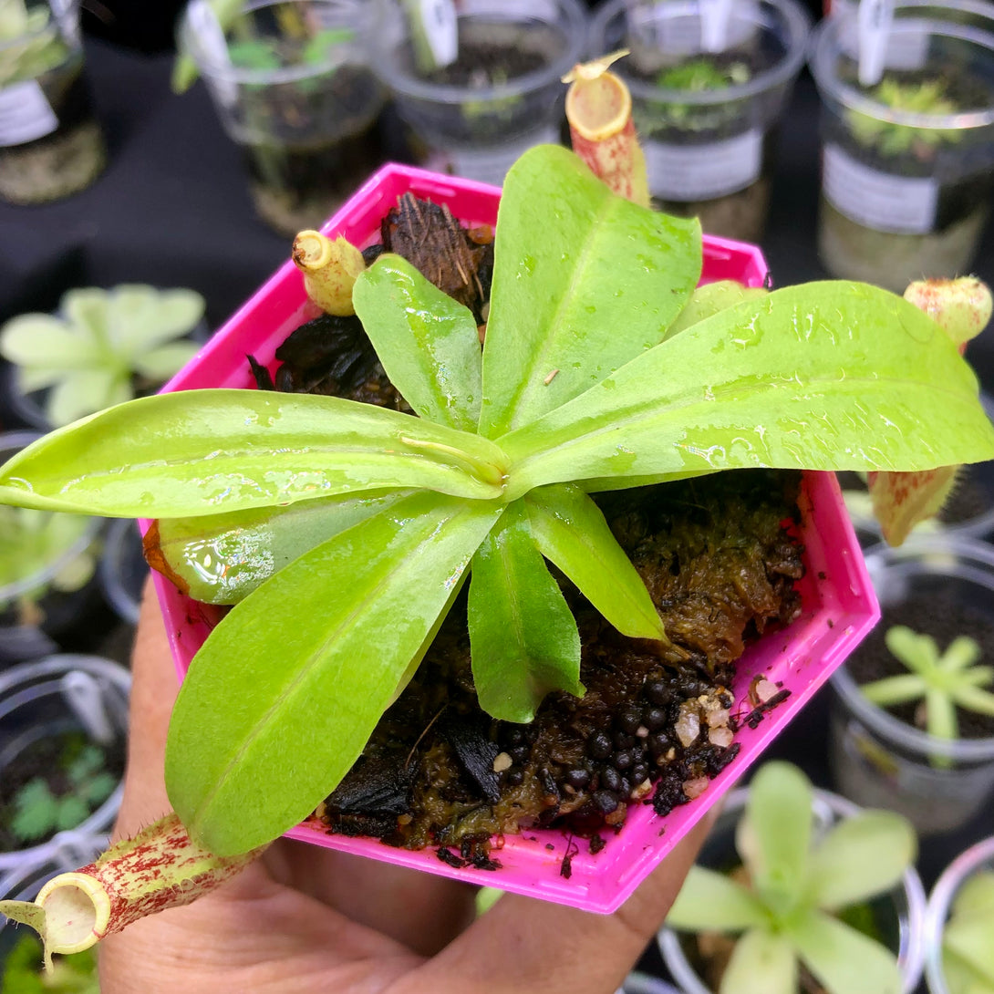 Nepenthes Mirabilis wing red x Northiana * Leafspan 12-14cm * Carnivorous Tropical pitcher plant (monkey cups) for sale