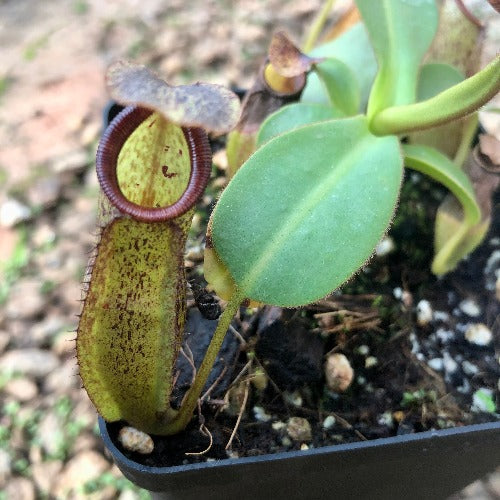 TROPICAL PITCHER PLANT: Nepenthes (Spathulata x Adnata) x Eymae (Katopasa) * Wistuba  * Carnivorous plants for sale South Africa