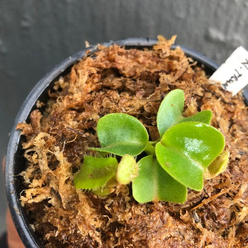 RARE! TROPICAL PITCHER PLANT 🌟 Nepenthes Truncata (Mt. Malimumu, Philippines) Seedgrown * Wistuba