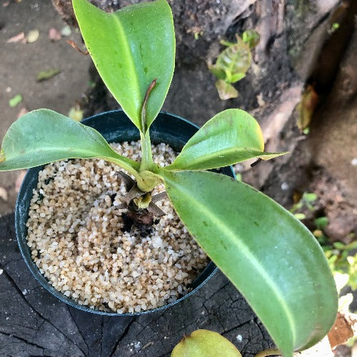 RARE! TROPICAL PITCHER PLANT 🌟 Nepenthes Lowii x Campanulata * Exotica Plants