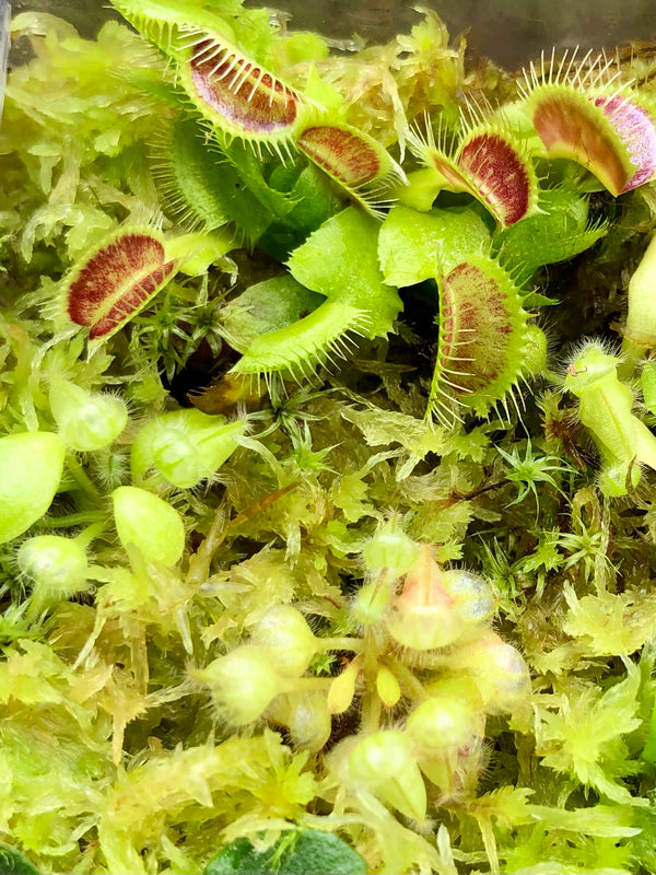 LIVE SPHAGNUM MOSS: STRANDS Mixed Species for sale | Great for fragile seedlings and plant propagation. Buy carnivorous plants and seeds online @ South Africa's leading online plant nursery, Cultivo Carnivores