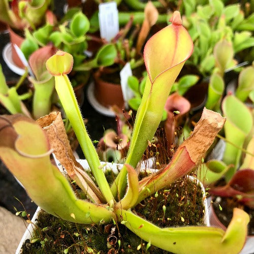 RARE! COLLECTORS ITEM 🌟 Heliamphora Nutans f. Giant - Mericlone * Wistuba 📏 10-14cm 🪴 Potted