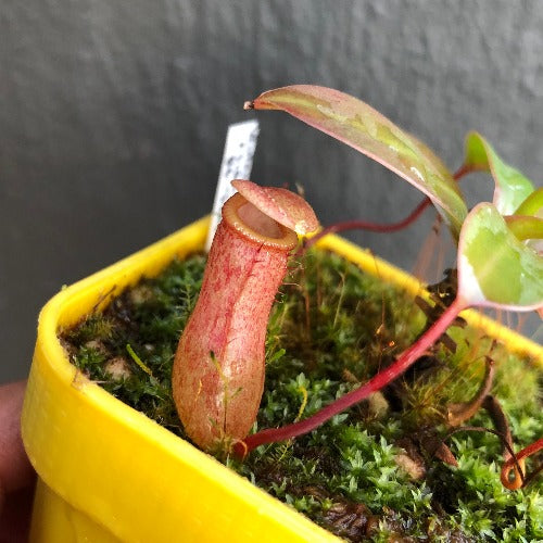 TROPICAL PITCHER PLANT 🌟 Nepenthes Ventricosa x Sibuyanensis * Borneo Exotics * Carnivorous plants for sale South Africa