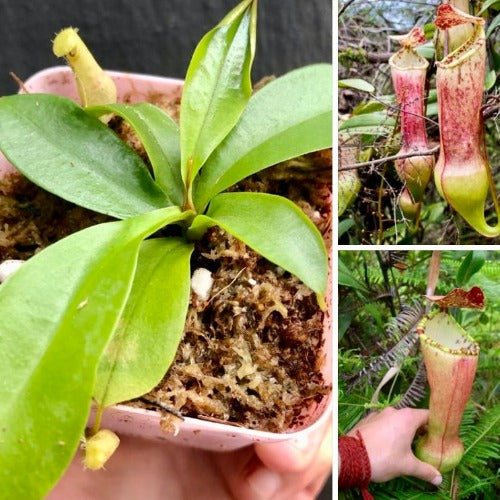 TROPICAL PITCHER PLANT 🌟 Nepenthes Eustachya (K. Sembilan, Sumatra) * Wistuba