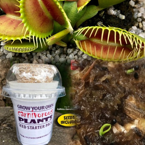 GROW your own Venus Fly traps: The COMPLETE seed starter pack for sale | Buy carnivorous plants and seeds online @ South Africa's leading online plant nursery, Cultivo Carnivores