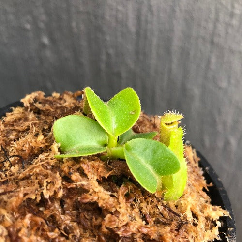 RARE! TROPICAL PITCHER PLANT 🌟 Nepenthes Truncata (Mt. Malimumu, Philippines) Seedgrown * Wistuba