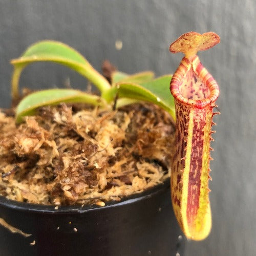 RARE! TROPICAL PITCHER PLANT 🌟 Nepenthes Platychila x Lowii * Wistuba