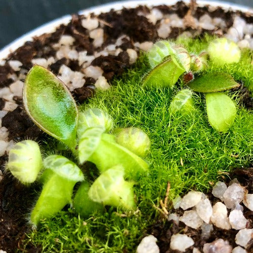 ALBANY PITCHER PLANT: Cephalotus Follicularis "Thomas Carow" ~ Seedgrown