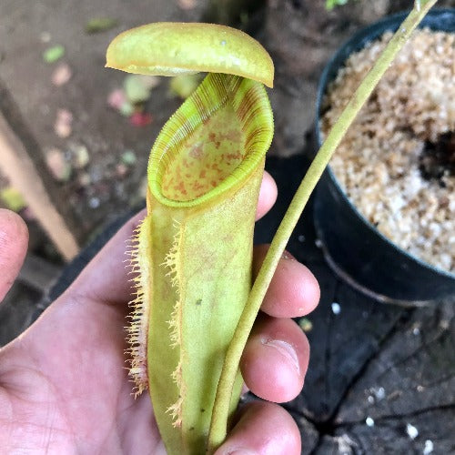 RARE! TROPICAL PITCHER PLANT 🌟 Nepenthes Lowii x Campanulata * Exotica Plants