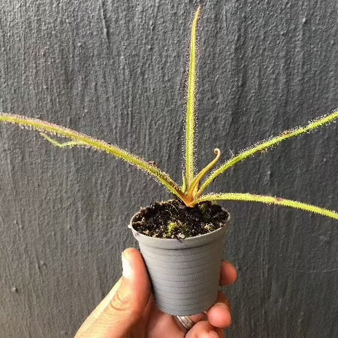 Drosera Regia high altitude form - Rare carnivorous sundew plant from Bains Kloof, South Africa