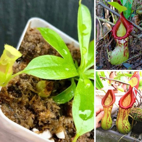 TROPICAL PITCHER PLANT 🌟 Nepenthes sp Burkei Mt Halcon ~ Seed grown * C.Klein, Germany 📏 Leafspan 7-10cm 🪴 Potted 💎 Collectors Item