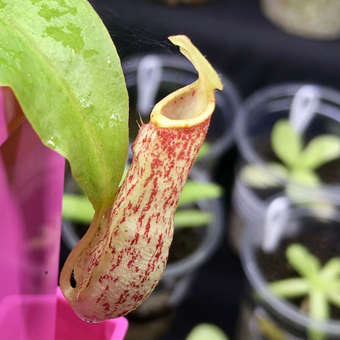 Nepenthes Mirabilis wing red x Northiana * Young striped pitcher on a medium sized plant * Carnivorous Tropical pitcher plant (monkey cups) for sale