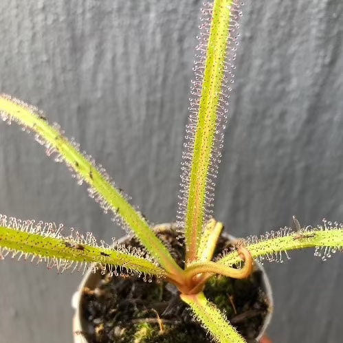 Drosera Regia high altitude form - Rare carnivorous sundew plant from Bains Kloof, South Africa