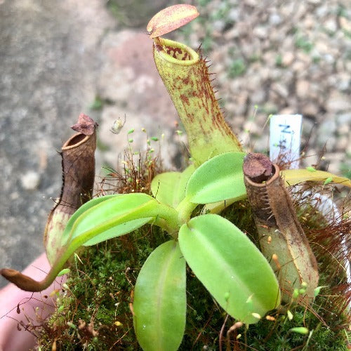 TROPICAL PITCHER PLANT: Nepenthes Cornuta (Mindanao, Philippines) * Wistuba * Carnivorous plants for sale South Africa