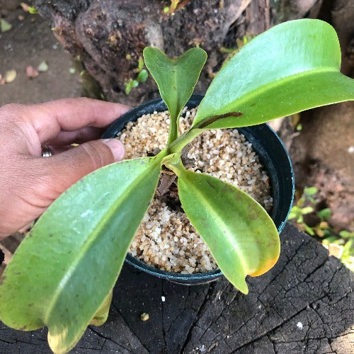 RARE! TROPICAL PITCHER PLANT 🌟 Nepenthes Lowii x Campanulata * Exotica Plants