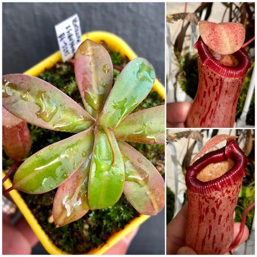 TROPICAL PITCHER PLANT 🌟 Nepenthes Ventricosa x Sibuyanensis * Borneo Exotics * Carnivorous plants for sale South Africa