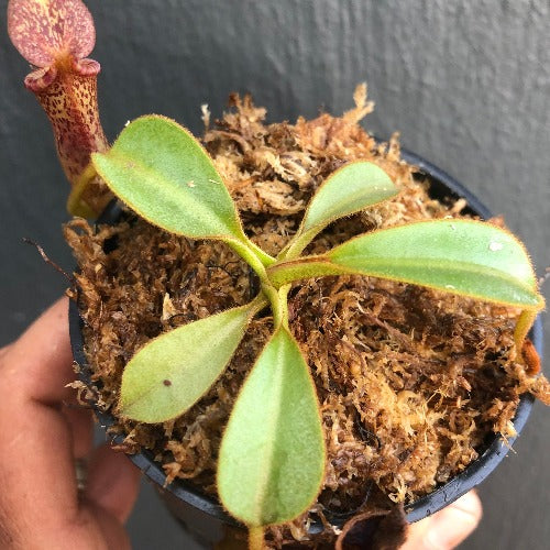 RARE! TROPICAL PITCHER PLANT 🌟 Nepenthes Platychila x Lowii * Wistuba