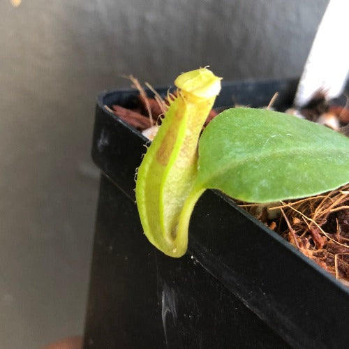 TROPICAL PITCHER PLANT 🌟 Nepenthes Truncata x (Ventricosa x Dubia) - Seedgrown * Wistuba