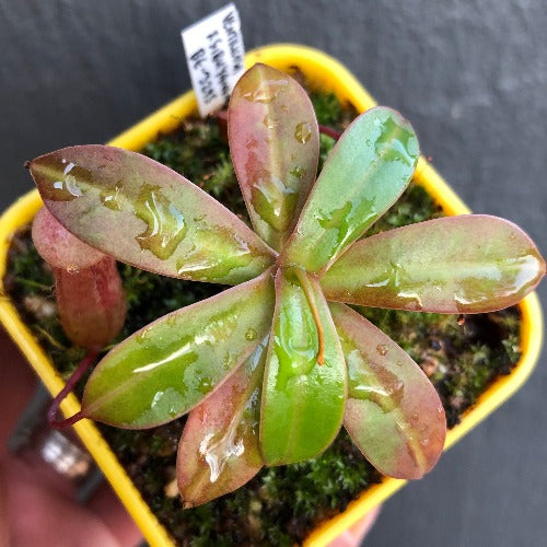 TROPICAL PITCHER PLANT 🌟 Nepenthes Ventricosa x Sibuyanensis * Borneo Exotics * Carnivorous plants for sale South Africa