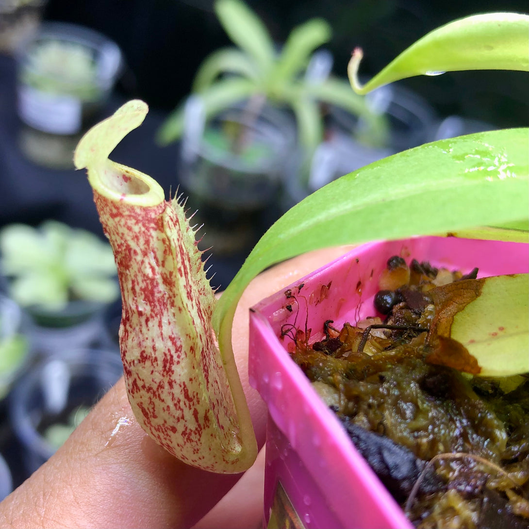 Nepenthes Mirabilis wing red x Northiana * Young striped pitcher on a medium sized plant * Carnivorous Tropical pitcher plant (monkey cups) for sale