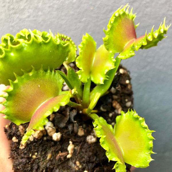 ULTRA RARE! VENUS FLYTRAP 🌟 DM GJ Zipper * Green Jaws, Germany 📏 Mature, flowering size 💎 Collectors Item