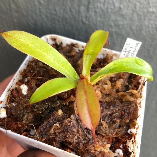 TROPICAL PITCHER PLANT 🌟 Nepenthes Ventricosa x Spectabilis * Borneo Exotics * Carnivorous plants for sale South Africa