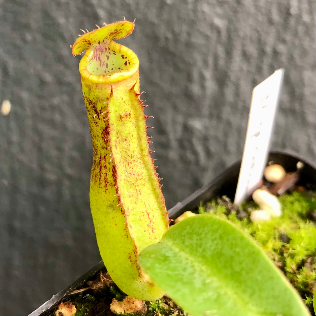 TROPICAL PITCHER PLANT: Nepenthes Cornuta (Mindanao, Philippines) * Clone 1 * Wistuba, Germany * Carnivorous plants for sale South Africa