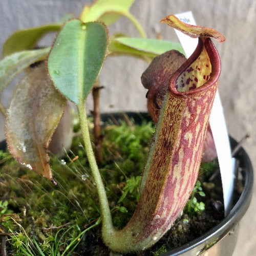 TROPICAL PITCHER PLANT 🌟 Nepenthes Glandulifera x Eymae (Kato.) * Wistuba