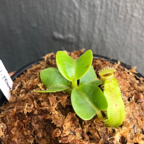 RARE! TROPICAL PITCHER PLANT 🌟 Nepenthes Truncata (Mt. Malimumu, Philippines) Seedgrown * Wistuba