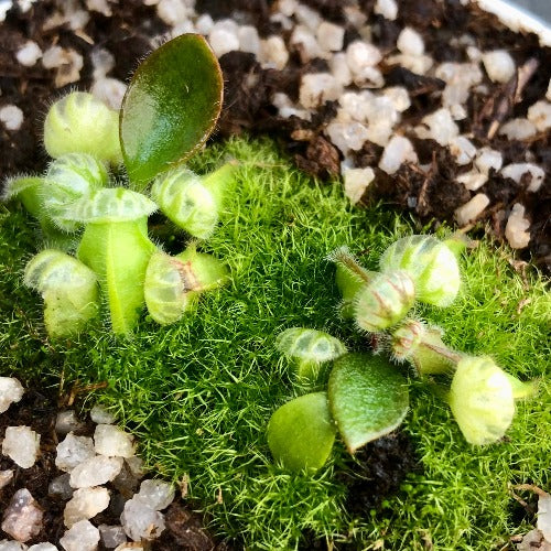 ALBANY PITCHER PLANT: Cephalotus Follicularis "Thomas Carow" ~ Seedgrown