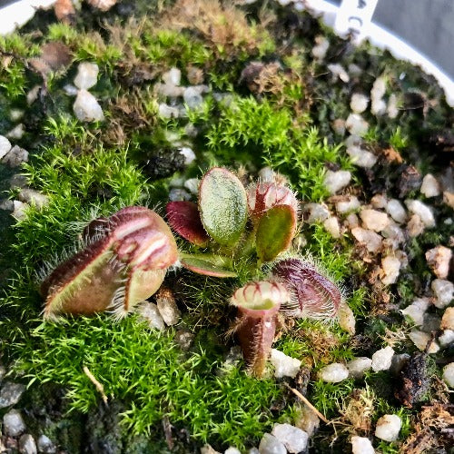 ALBANY PITCHER PLANT 🌟 Cephalotus Follicularis "Wilhelma" * C.Klein ~ Seedgrown