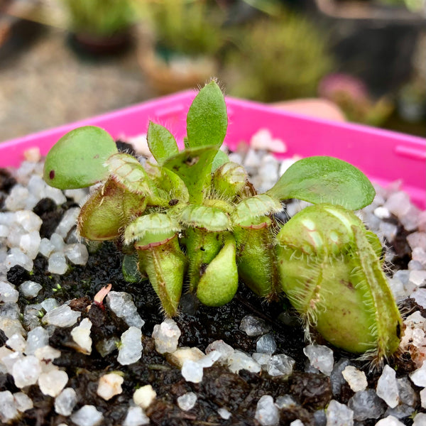 RARE! ALBANY PITCHER PLANT 🌟 Cephalotus Follicularis Diflora Giant (Big boy x Coal mine beach) * Italy 💎 Collectors Item > Exact plant pictured