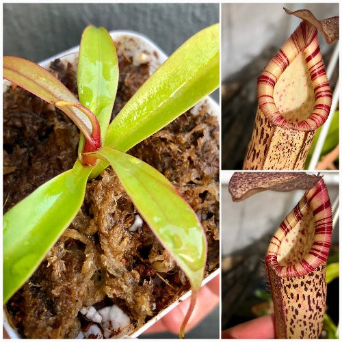 TROPICAL PITCHER PLANT 🌟 Nepenthes Ventricosa x Spectabilis * Borneo Exotics * Buy carnivorous plants online in South Africa