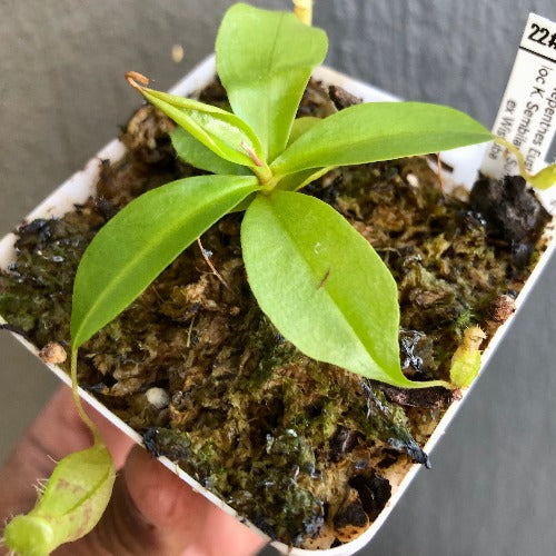 TROPICAL PITCHER PLANT 🌟 Nepenthes Eustachya (K. Sembilan, Sumatra) * Wistuba