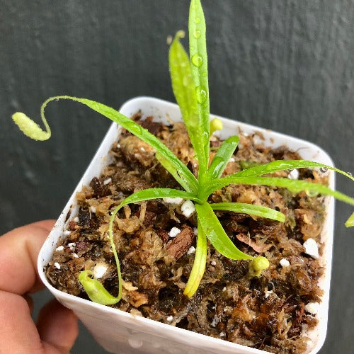 TROPICAL PITCHER PLANT 🌟 Nepenthes Glabrata Sulawesi ~ Seed grown