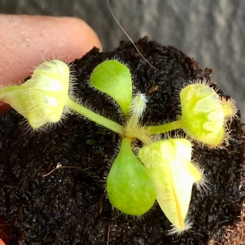 ALBANY PITCHER PLANT: Cephalotus Follicularis "Thomas Carow" ~ Seedgrown