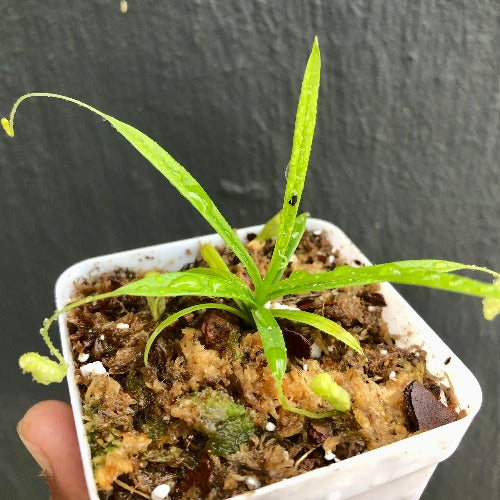 TROPICAL PITCHER PLANT 🌟 Nepenthes Glabrata Sulawesi ~ Seed grown