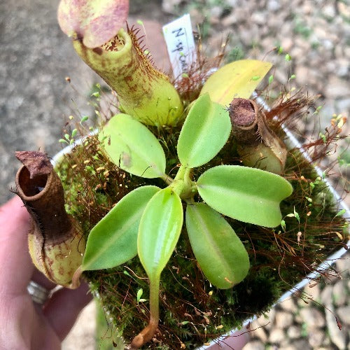 TROPICAL PITCHER PLANT: Nepenthes Cornuta (Mindanao, Philippines) * Wistuba * Buy carnivorous plants in South Africa