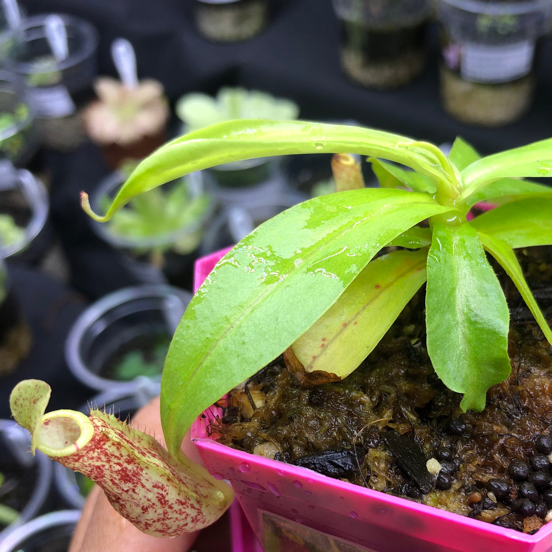 Nepenthes Mirabilis wing red x Northiana * Buy this exact plant online * Carnivorous Tropical pitcher plant (monkey cups) for sale