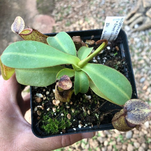 TROPICAL PITCHER PLANT: Nepenthes (Spathulata x Adnata) x Eymae (Katopasa) * Wistuba  * Buy carnivorous plants in South Africa