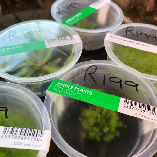 ADA Tissue Culture carnivorous plants for sale