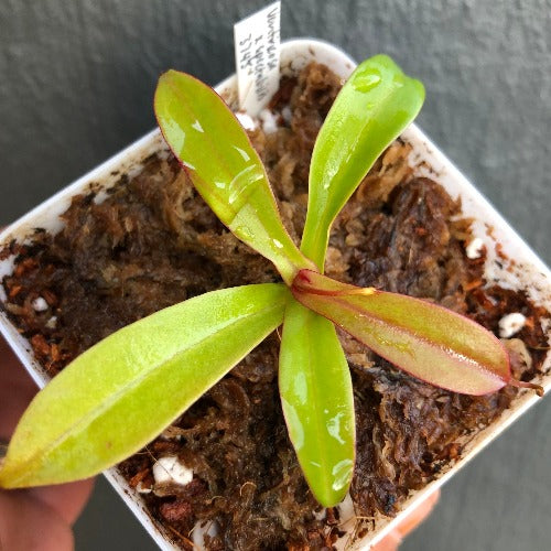 TROPICAL PITCHER PLANT 🌟 Nepenthes Ventricosa x Spectabilis * Borneo Exotics * Carnivorous plants for sale South Africa