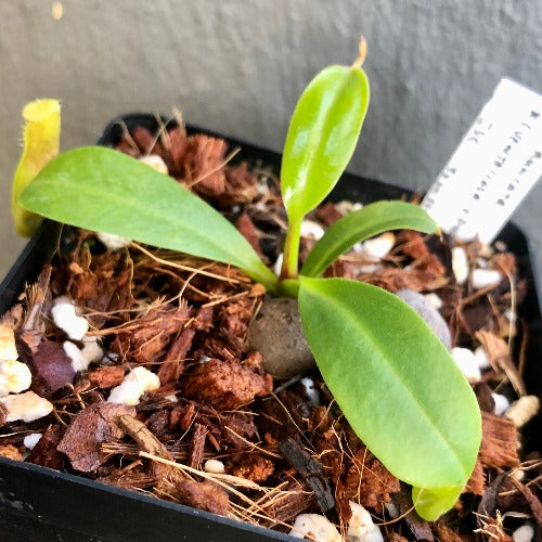 TROPICAL PITCHER PLANT 🌟 Nepenthes Truncata x (Ventricosa x Dubia) - Seedgrown * Wistuba