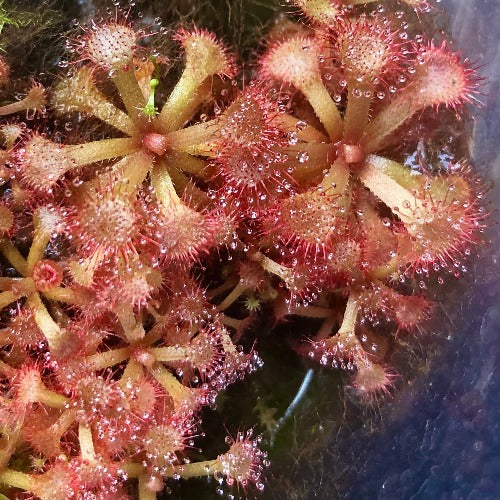 Drosera Rubrifolia loc Bains Kloof, RSA * Carnivorous sundews for sale